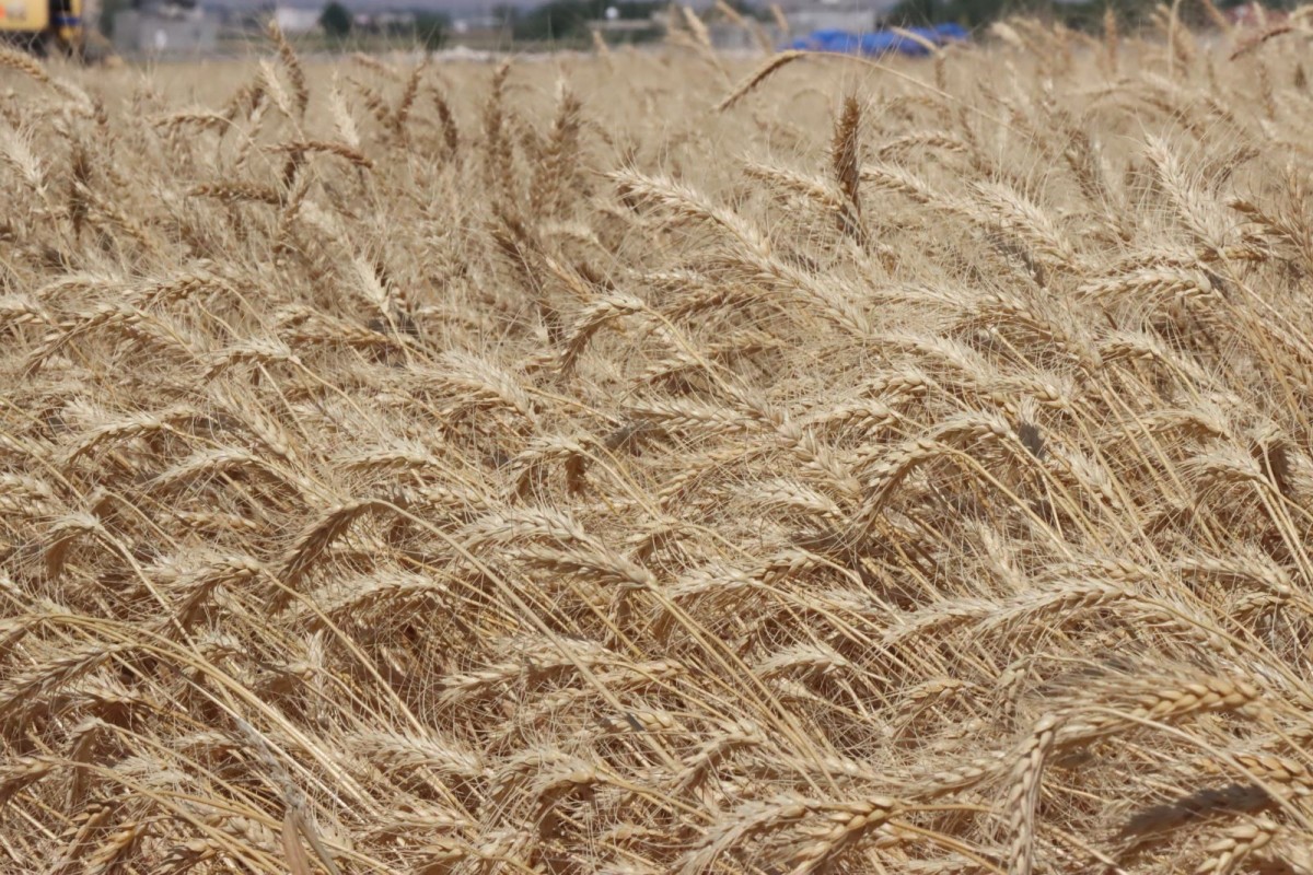 Büyükşehir Halk Ekmekte Kullanacağı Buğdayı Kendisi Üretiyor